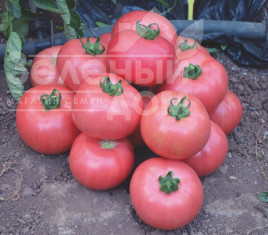 Насіння томатів Дімероза F1 / Dimerosa F1,102-105 днів купити оптом і в роздріб в Україні за вигідною ціною