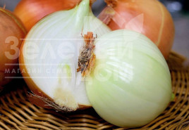 Цибуля ріпчаста Ріно F1 / Rino F1,115-120 днів купити оптом і в роздріб в Україні за вигідною ціною