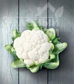 Насіння капусти цвітної Кастор F1 / Kastor F1,85-90 днів купити оптом і в роздріб в Україні за вигідною ціною