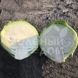 Семена капусты белокочанной Мэриленд F1 / Merilend F1,120 дней купить оптом и в розницу в Украине по выгодной цене