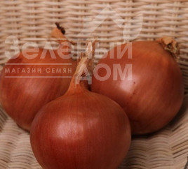 Цибуля ріпчаста Флагман F1 / Flagman F1, 105-115 днів купити оптом і в роздріб в Україні за вигідною ціною