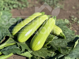 Насіння кабачків Фенді F1 / Fendi F1  купити оптом і в роздріб в Україні за вигідною ціною
