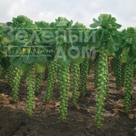 Насіння капусти брюссельської Профітус F1 / Profitus F1.140-145 днів купити оптом і в роздріб в Україні за вигідною ціною