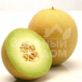 Семена дыни Джукар F1 / Jucar F1,65-68 дней купить оптом и в розницу в Украине по выгодной цене