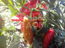 Насіння солодкого перцю Дельфа F1 / Delfa F1,60 днів купити оптом і в роздріб в Україні за вигідною ціною