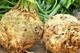 Семена сельдерея Максим / Maxim,145 дней купить оптом и в розницу в Украине по выгодной цене