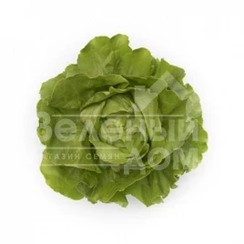 Семена салата Томбело / Tombelo купить оптом и в розницу в Украине по выгодной цене