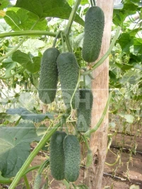 Семена огурцов Анзор F1 / Ansor F1,40-45 дней купить оптом и в розницу в Украине по выгодной цене