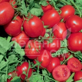 Семена томатов ЮГ 812 F1 / UG 812 F1,98 дней купить оптом и в розницу в Украине по выгодной цене