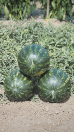 Кавун Міні Лав F1 / Mini Love F1, 55-60 днів купити оптом і в роздріб в Україні за вигідною ціною