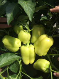 Насіння солодкого перцю Ірен F1 / Iren F1,65 днів купити оптом і в роздріб в Україні за вигідною ціною