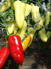 Насіння солодкого перцю Шарон F1 / Sharon F1 купити оптом і в роздріб в Україні за вигідною ціною
