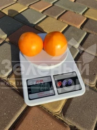 Семена томатов Рани F1 / Rani F1, 62-65 дней купить оптом и в розницу в Украине по выгодной цене