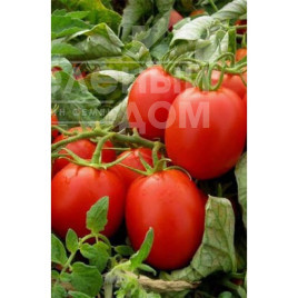 Насіння томатів Фабер F1 / Faber F1,80-85 днів купити оптом і в роздріб в Україні за вигідною ціною