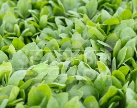 Семена шпината Спирос F1 / Spiros F1,44 дня купить оптом и в розницу в Украине по выгодной цене