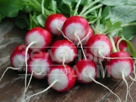 Семена редиса Полонеза / Poloneza,29-33 дня купить оптом и в розницу в Украине по выгодной цене