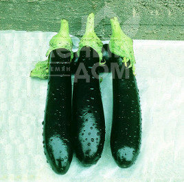 Насіння баклажанів Валентина F1 / Valentina F1,80-85 днів купити оптом і в роздріб в Україні за вигідною ціною