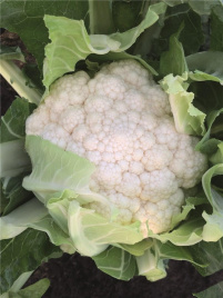 Насіння капусти цвітної Зарагоза F1 / Zaragoza F1,78 днів купити оптом і в роздріб в Україні за вигідною ціною