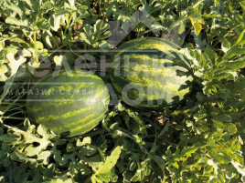 Насіння кавуна Марісто F1 / Maristo F1,58-60 днів купити оптом і в роздріб в Україні за вигідною ціною