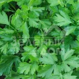 Семена петрушки Гиганте Де Италия / Gigante D’Italia купить оптом и в розницу в Украине по выгодной цене