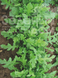 Насіння руколи Летіція / Letizia купити оптом і в роздріб в Україні за вигідною ціною