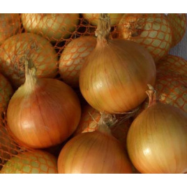 Цибуля ріпчаста Пантер F1 / Panther F1,270-290 днів купити оптом і в роздріб в Україні за вигідною ціною