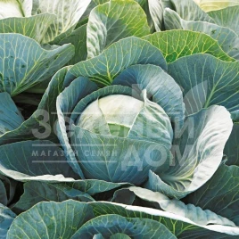 Семена капусты белокочанной Лексикон F1 / Leksikon F1,120 - 125 дней купить оптом и в розницу в Украине по выгодной цене