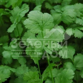 Семена кинзы (кориандра) Санто F1 / Santo F1 купить оптом и в розницу в Украине по выгодной цене