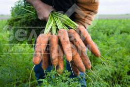 Насіння моркви Кардіф F1 / Cardiff F1,135 днів купити оптом і в роздріб в Україні за вигідною ціною