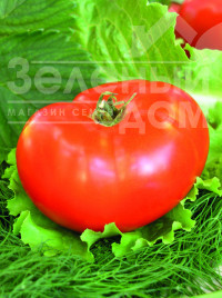 Насіння томатів Баллада / Ballada купити оптом і в роздріб в Україні за вигідною ціною