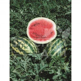 Семена арбуза Кримсон Свит / Crimson sweet (Hollar Seeds) купить оптом и в розницу в Украине по выгодной цене