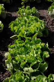 Семена салата Куартана / Cuartana купить оптом и в розницу в Украине по выгодной цене