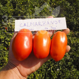 Насіння томатів Калмарзано F1 / Calmarzano F1,110-115 днів купити оптом і в роздріб в Україні за вигідною ціною