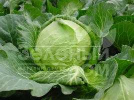 Семена капусты белокочанной Сунта F1 / Sunta F1,55-58 дней купить оптом и в розницу в Украине по выгодной цене