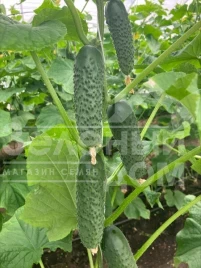 Семена огурцов Эльвинара F1 / Elvinara F1 купить оптом и в розницу в Украине по выгодной цене