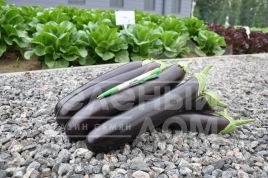 Семена баклажана Эстелле F1 / Estelle F1,70-75 дней купить оптом и в розницу в Украине по выгодной цене