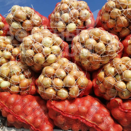 Цибуля ріпчаста Бур-топ / Bur-top, 105-115 днів купити оптом і в роздріб в Україні за вигідною ціною