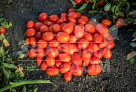 Семена томатов 1301 F1 / 1301 F1 купить оптом и в розницу в Украине по выгодной цене