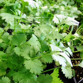 Насіння кінзи (коріандру) Сноуболт / Snowbolt,30-50 днів купити оптом і в роздріб в Україні за вигідною ціною