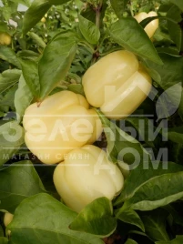 Семена сладкого перца Оида F1 / Oida F1,65-70 дней купить оптом и в розницу в Украине по выгодной цене