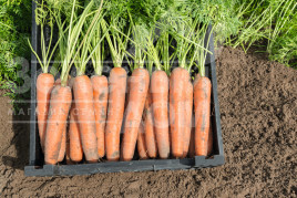 Насіння моркви Ніагара F1 / Niagara F1,100 днів купити оптом і в роздріб в Україні за вигідною ціною