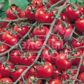 Семена томатов Биби F1 / Bibi F1,105-115 дней купить оптом и в розницу в Украине по выгодной цене