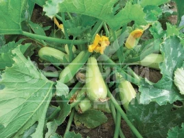 Семена кабачков Каризма F1 / Karizma F1,40 дней купить оптом и в розницу в Украине по выгодной цене