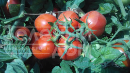 Насіння томатів Інкріз F1 / Inkriz F1,110-115 днів купити оптом і в роздріб в Україні за вигідною ціною