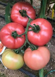 Насіння томатів Гюльпембе F1 / Gulpembe F1 купити оптом і в роздріб в Україні за вигідною ціною