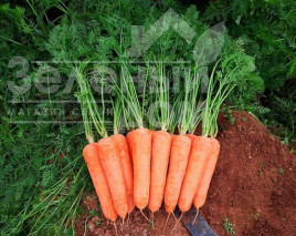 Насіння моркви Діаменто F1 (VAC-75) / Diamento F1 (VAC-75), 105-110 днів купити оптом і в роздріб в Україні за вигідною ціною