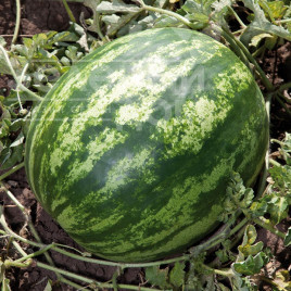 Насіння кавуна Балу (KS 165) F1 / Balu (KS 165) F1,85-90 днів купити оптом і в роздріб в Україні за вигідною ціною