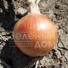 Лук репчатый Ранко F1 / Ranko F1 купить оптом и в розницу в Украине по выгодной цене