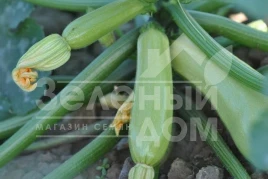 Семена кабачков Лавина F1 / Lavina F1 купить оптом и в розницу в Украине по выгодной цене