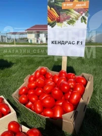 Насіння томату Кендрас F1 / Kendras F1, 110-115 днів купити оптом і в роздріб в Україні за вигідною ціною